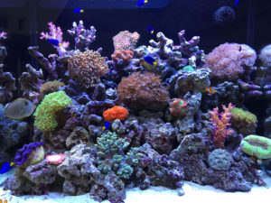 サンゴ水槽1000